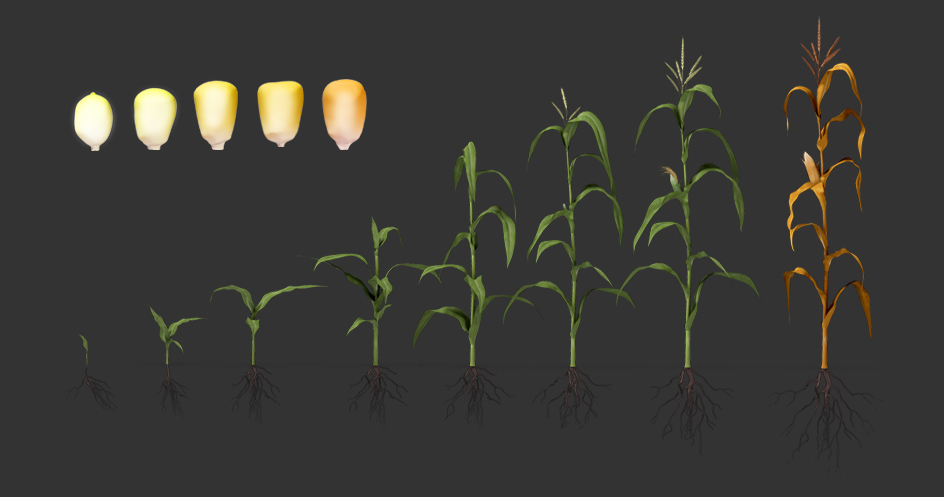 growth stages